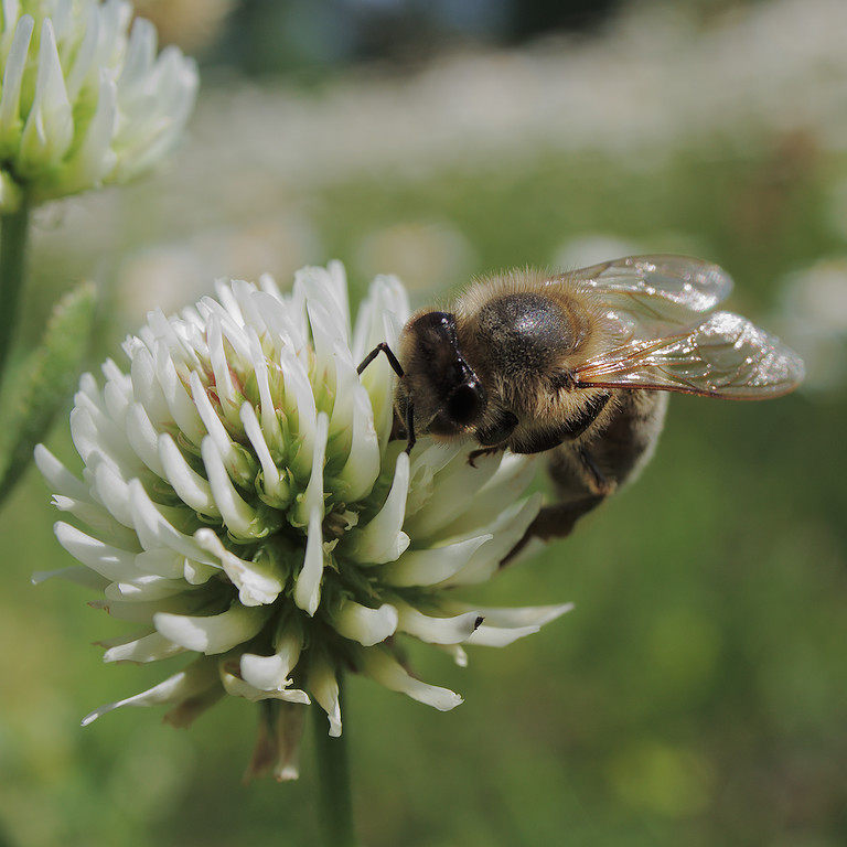 Пчела медоносная (Apis mellifera). Твари #0051