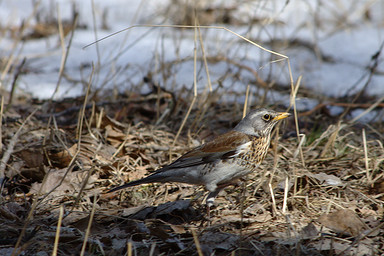 - (Turdus pilaris).  #0008