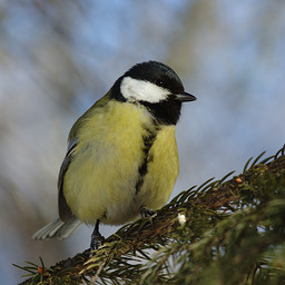   (Parus major).  #0072